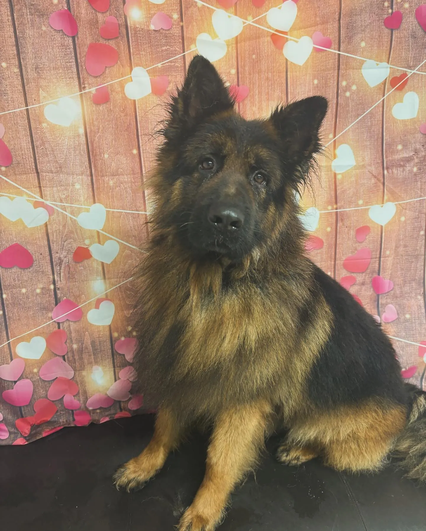 kennels photo 10