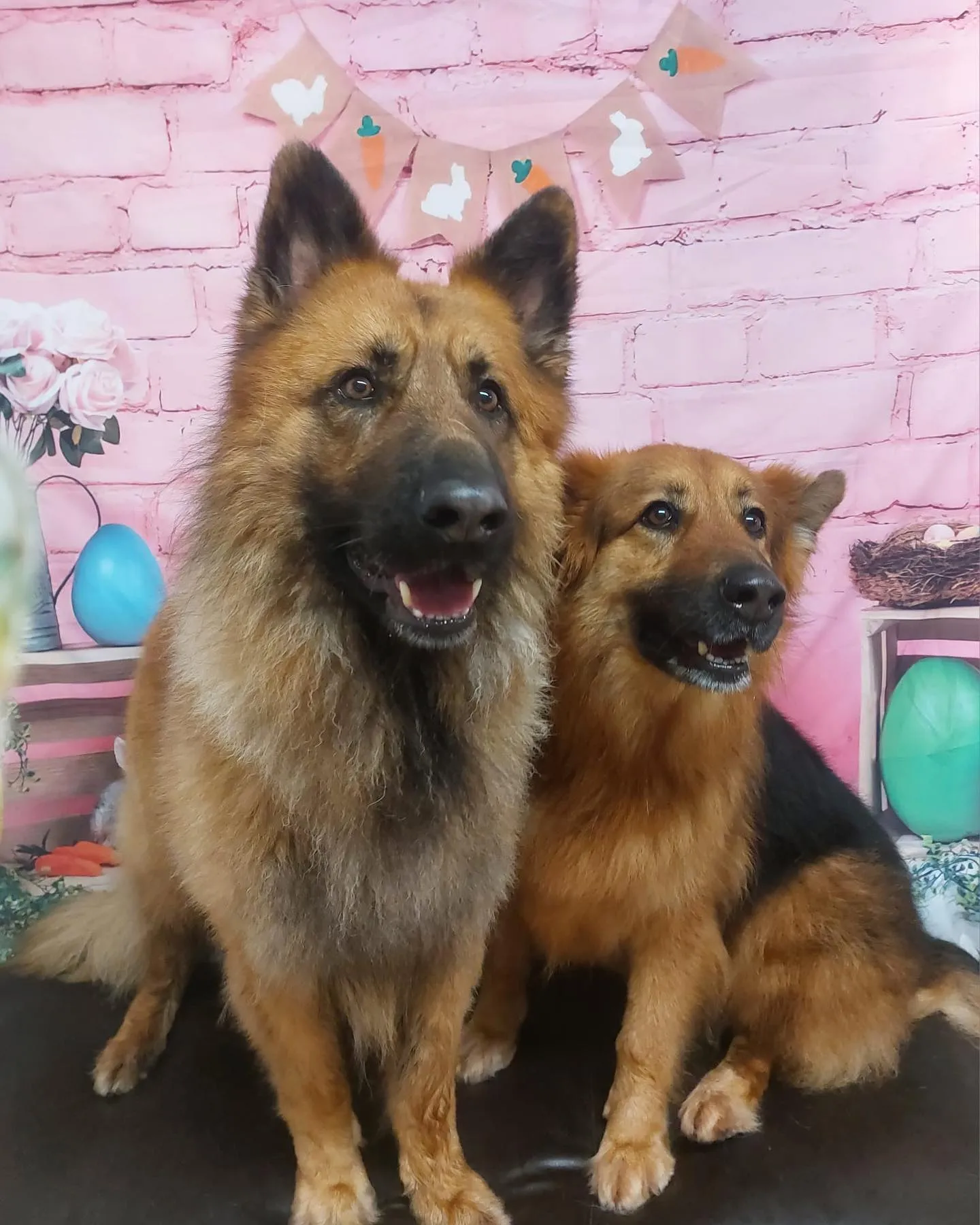kennels photo 17