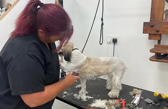 Expert Grooming