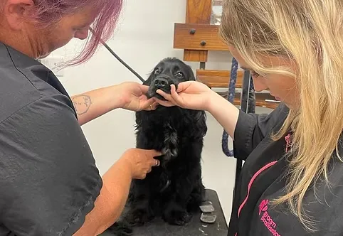 Grooming Session