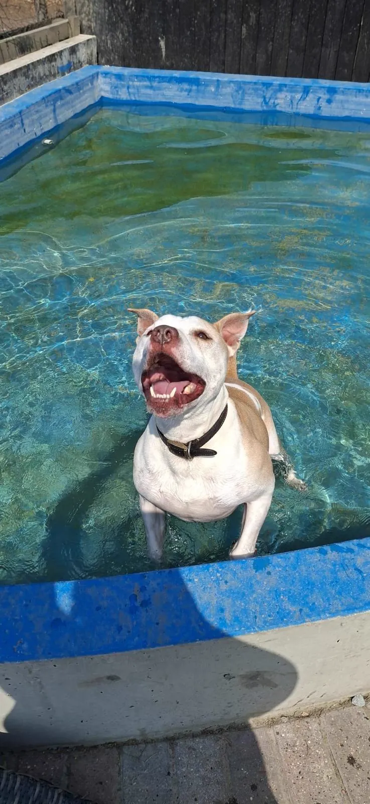 kennels photo 20