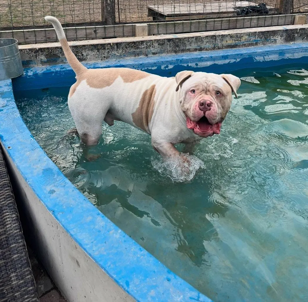 kennels photo 23