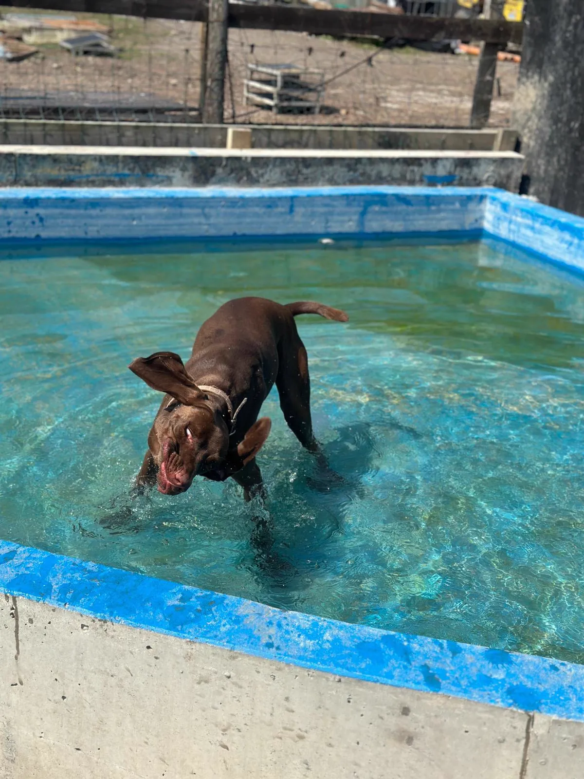 kennels photo 24