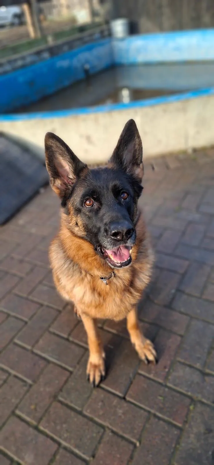 kennels photo 30
