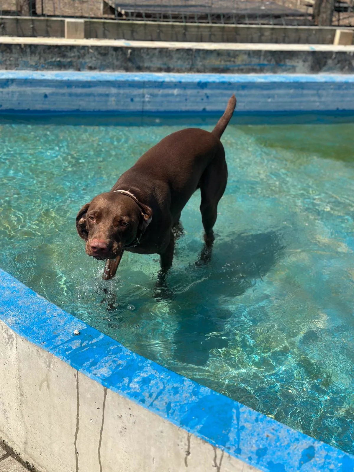 kennels photo 34