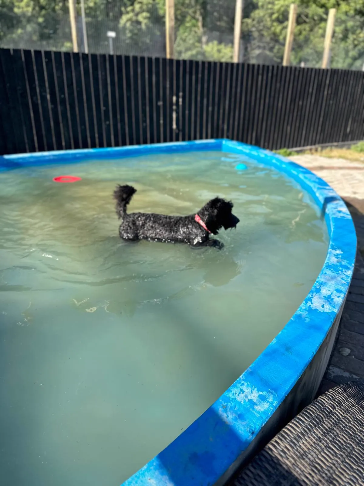 kennels photo 43