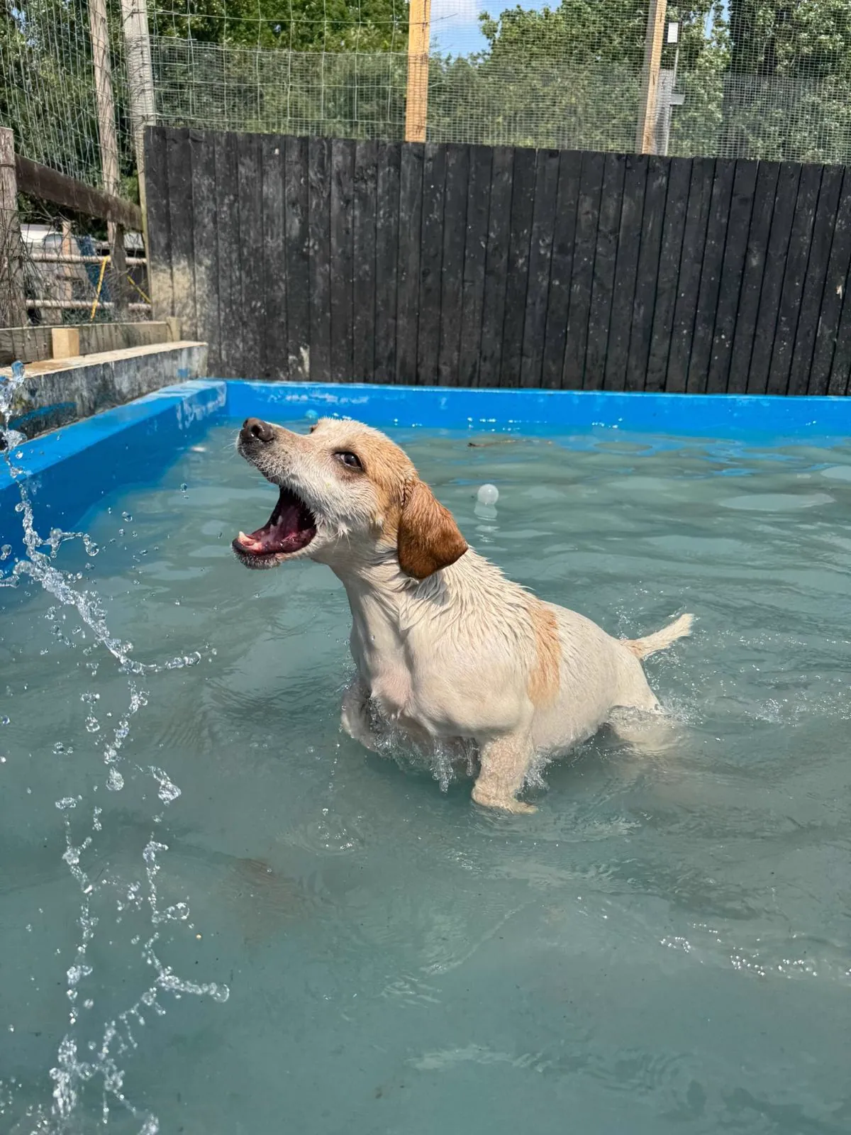 kennels photo 46