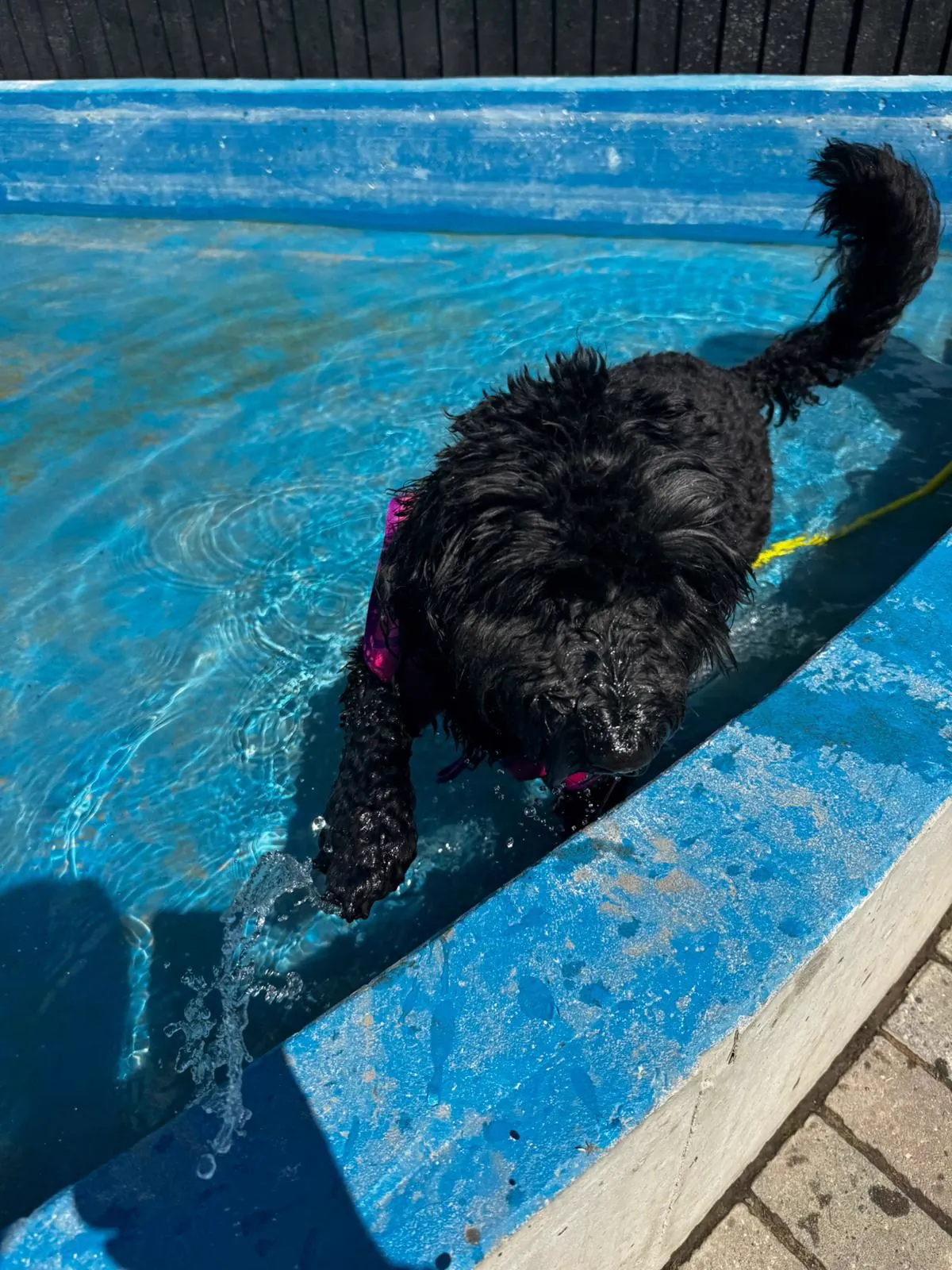 kennels photo 50