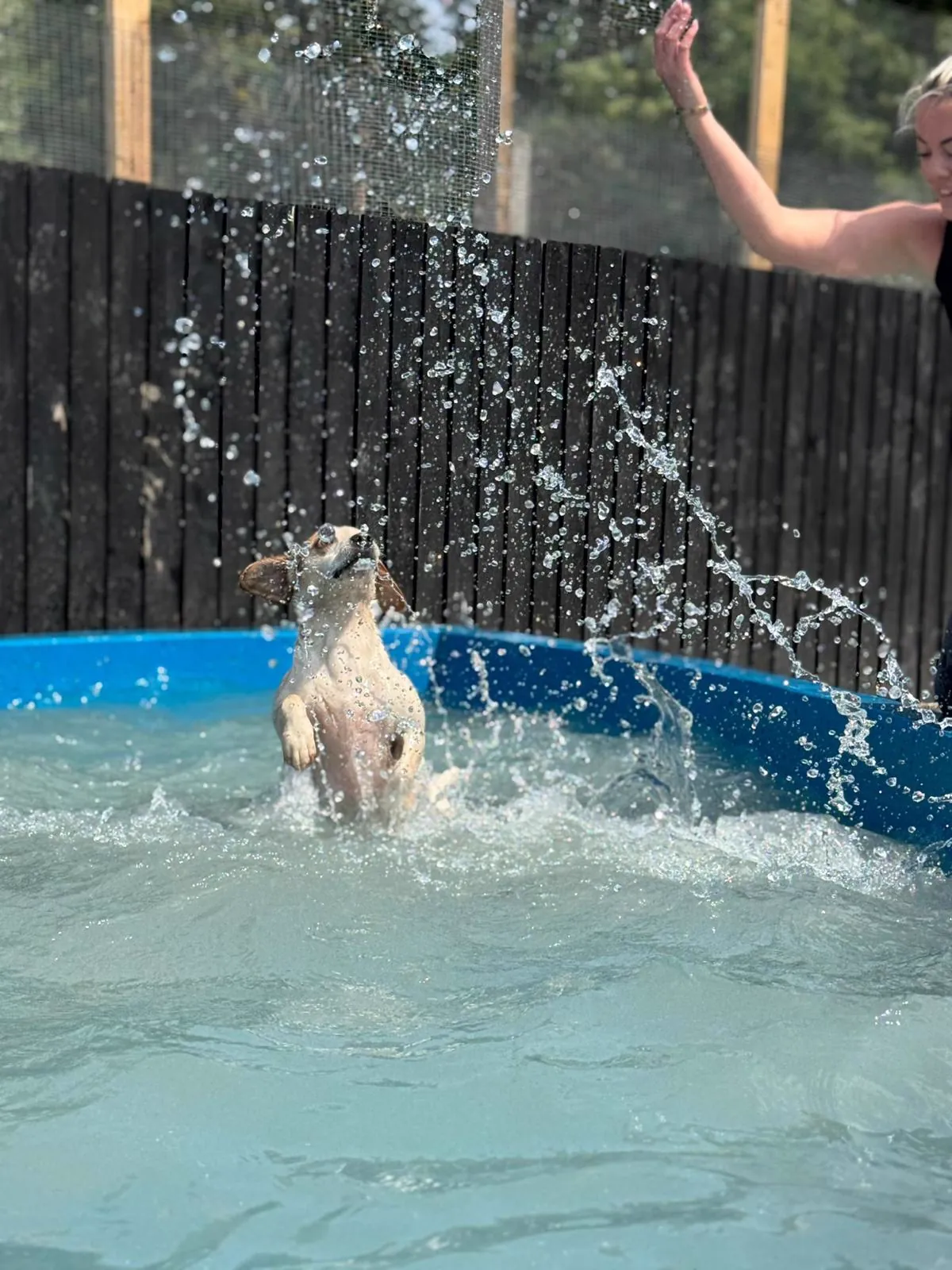 kennels photo 52