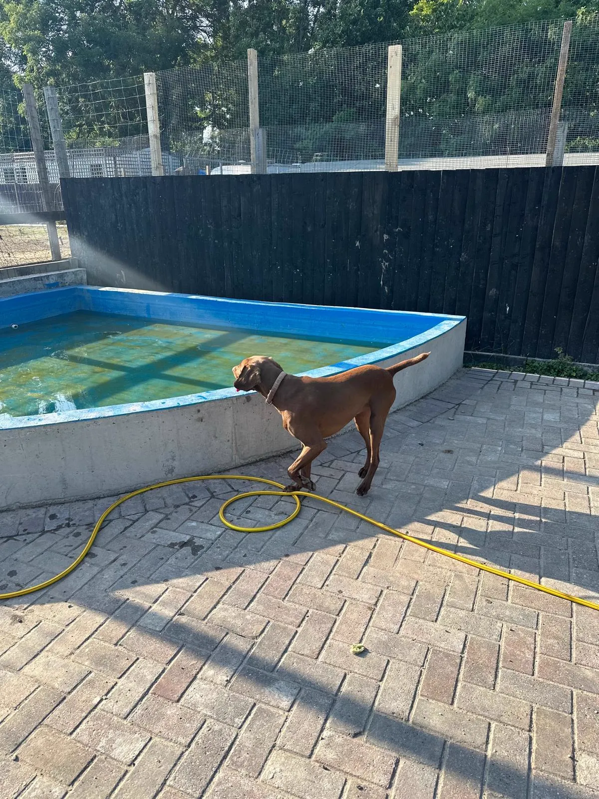 kennels photo 54