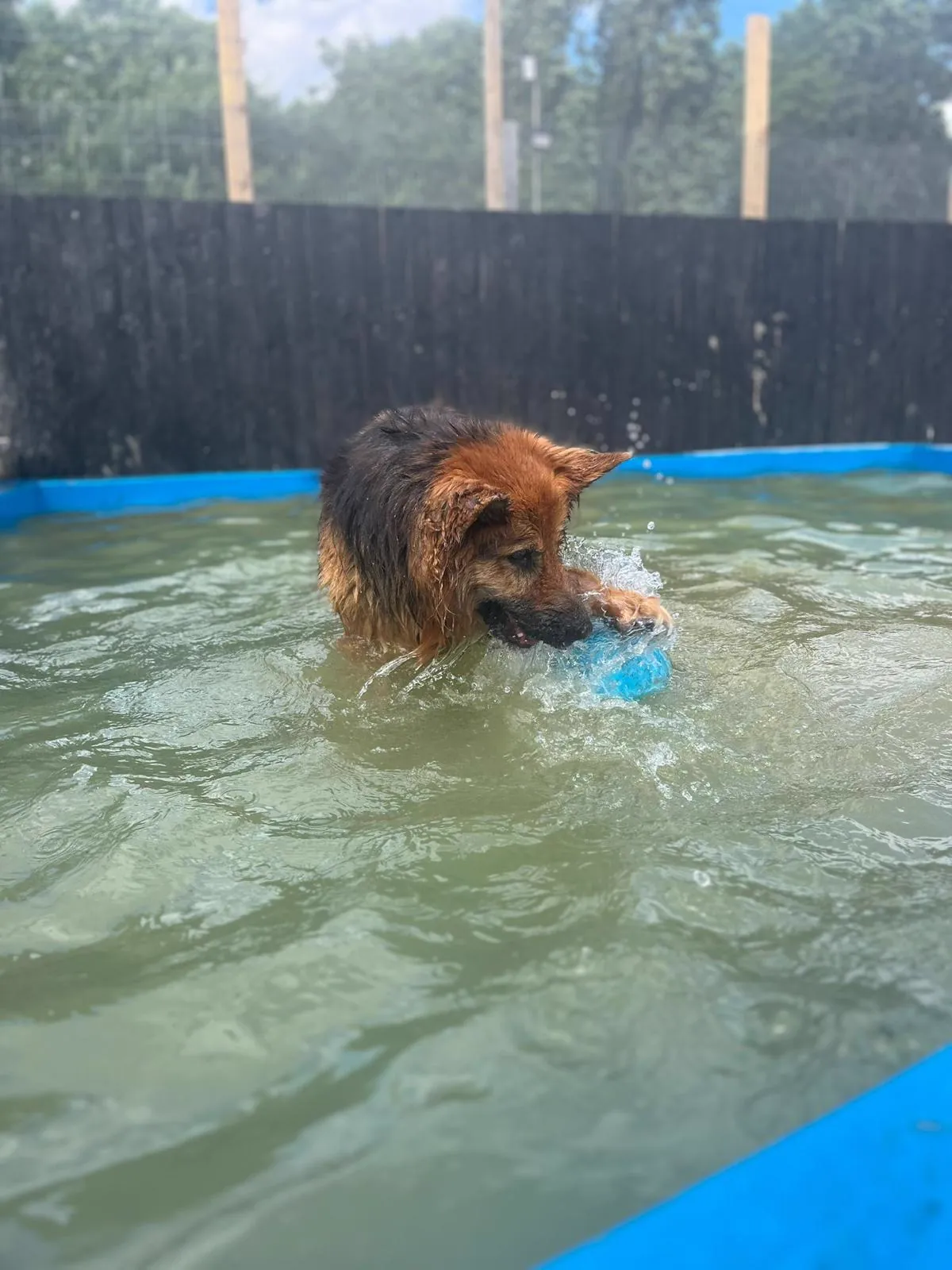 kennels photo 57