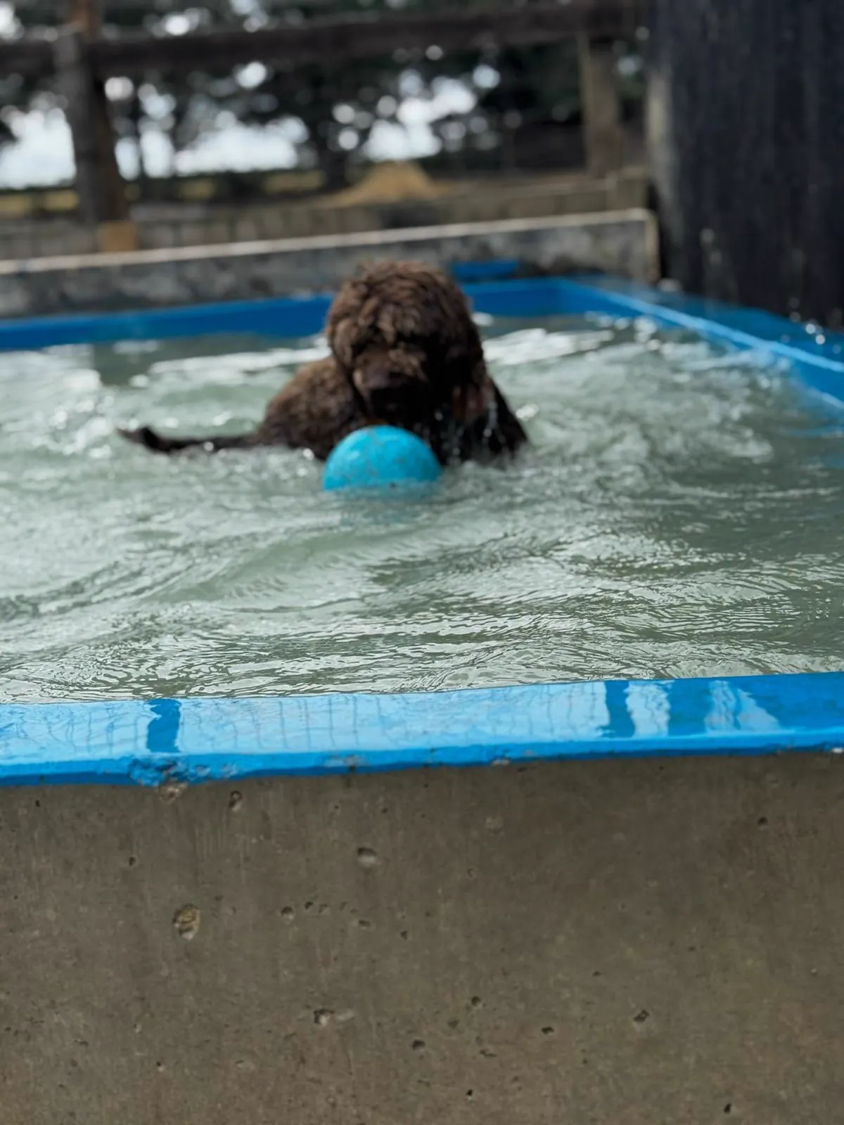 kennels photo 58