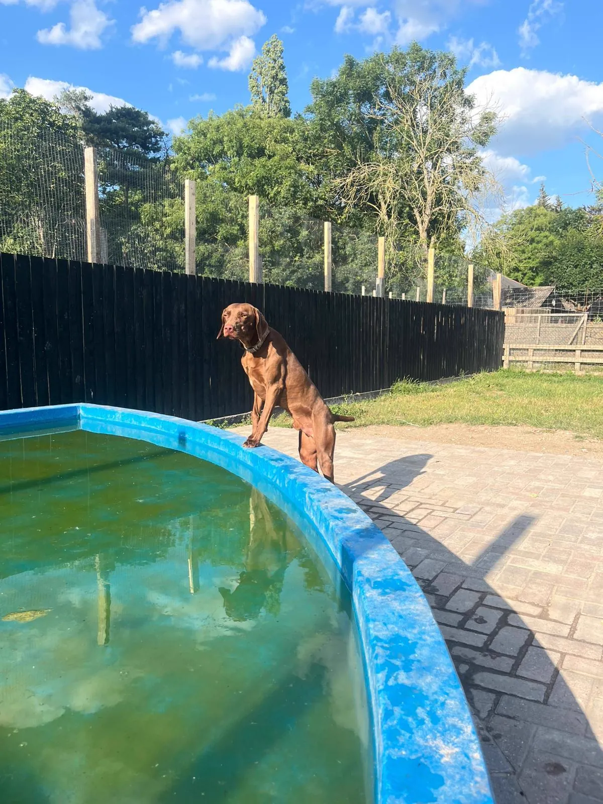 kennels photo 62