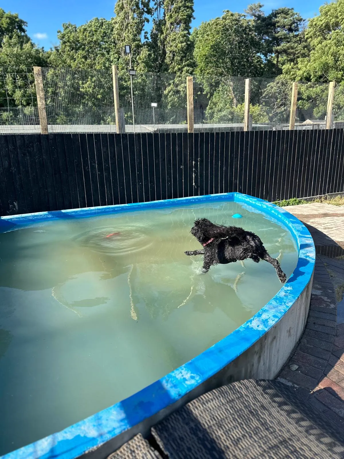 kennels photo 65